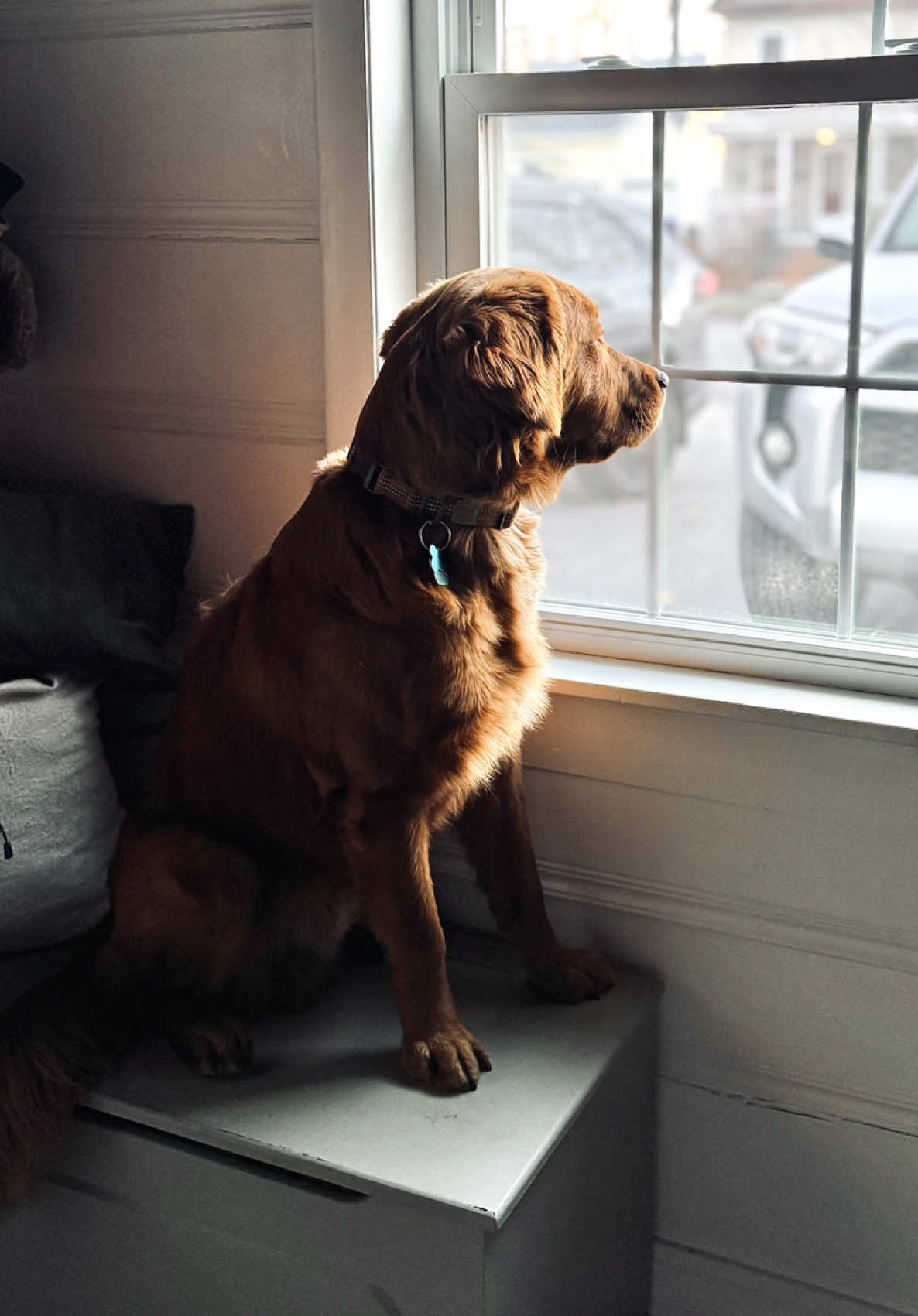 @Rooster The Red Retriever