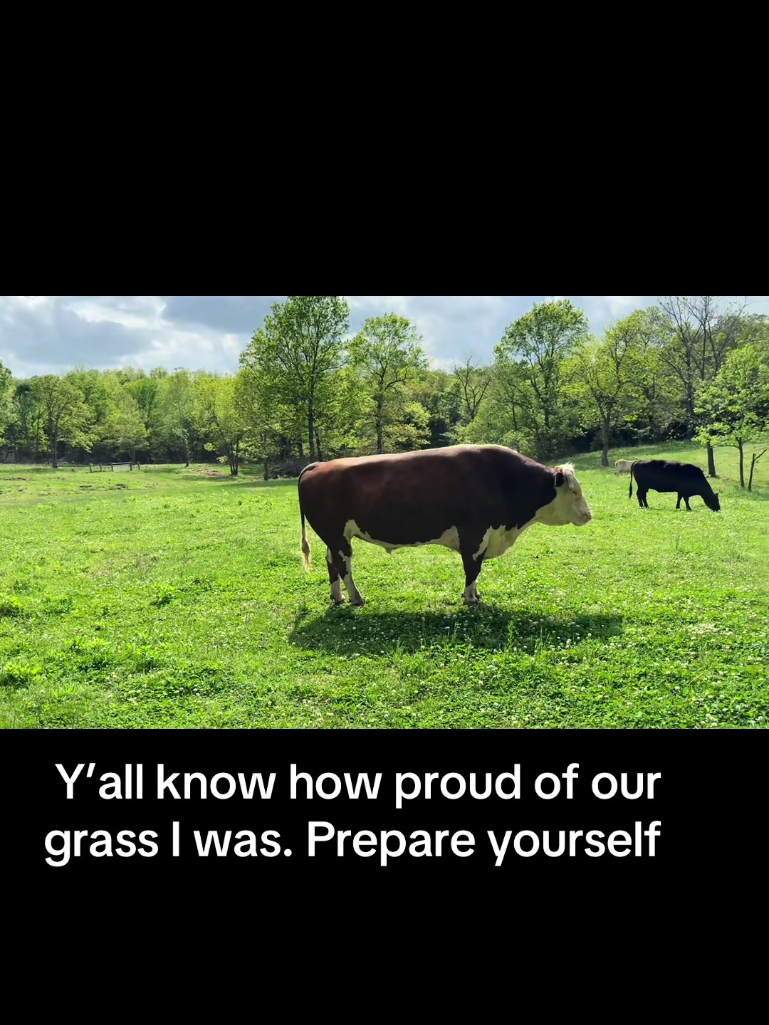 @Rufus The Bull