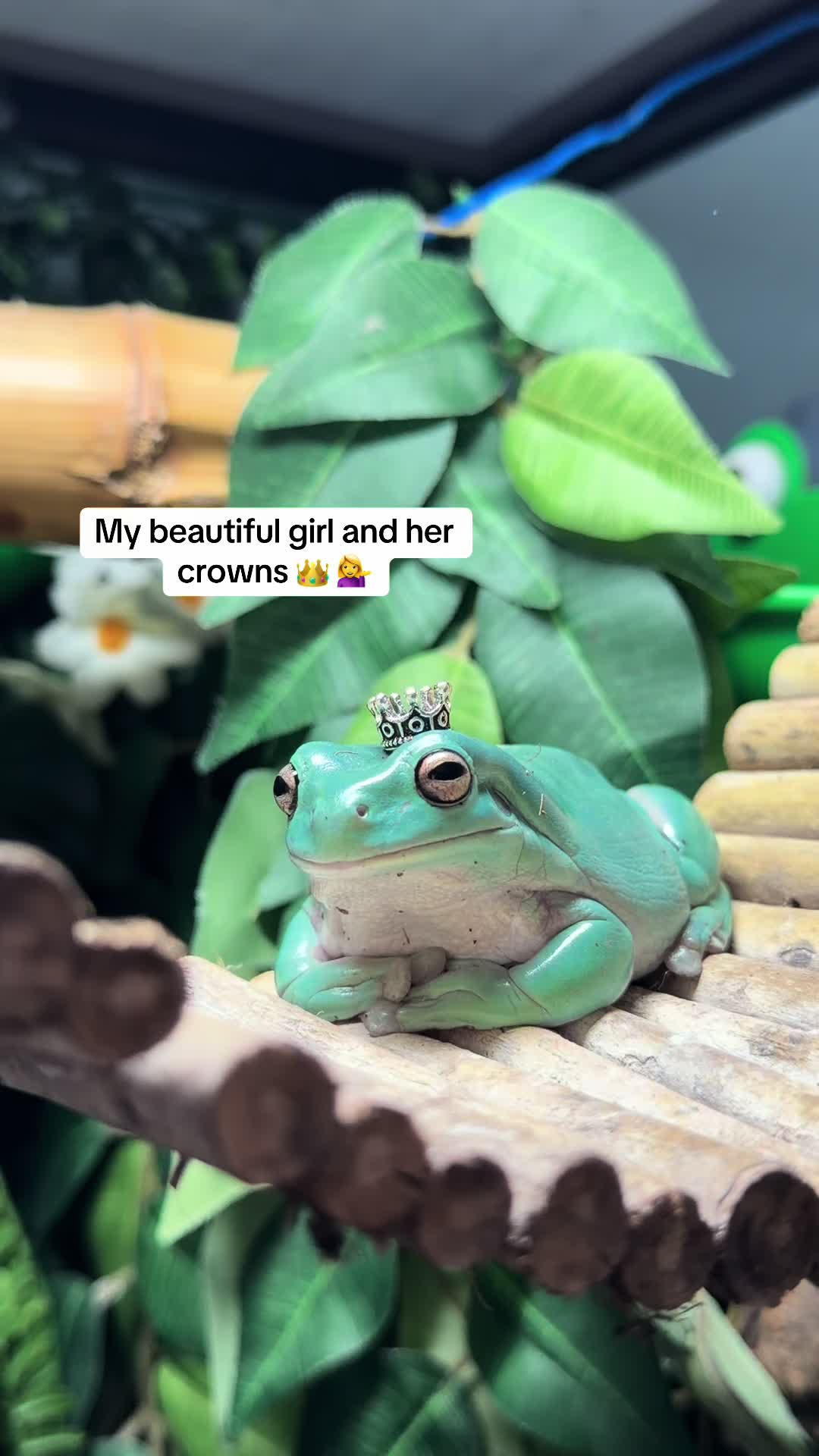 @frogsandoddities