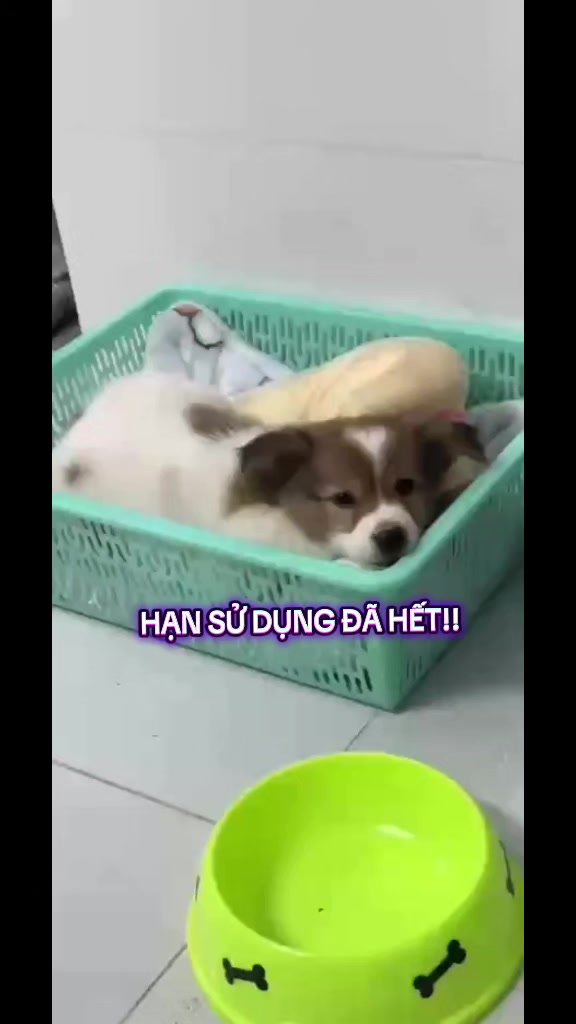 @Quoc Bao SDSoft