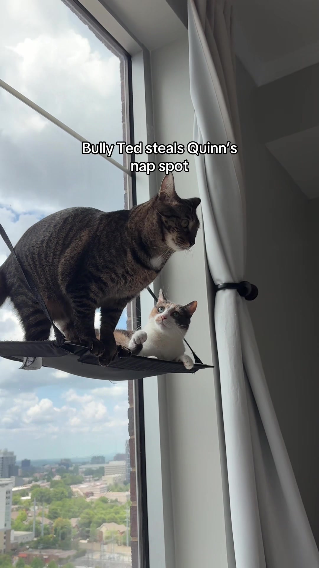 @Quinn The Calico