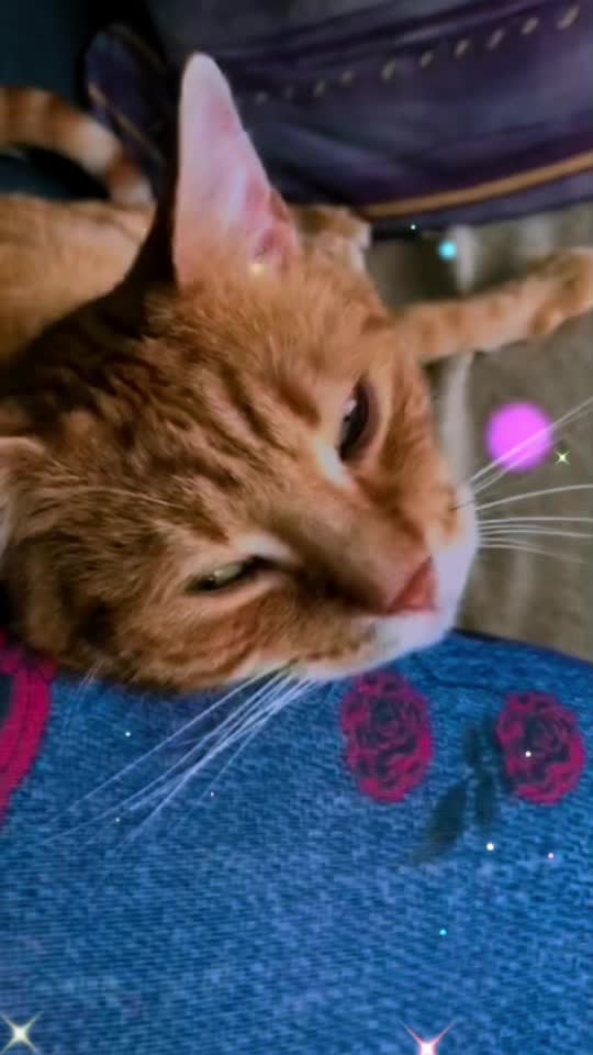 @Cat💙