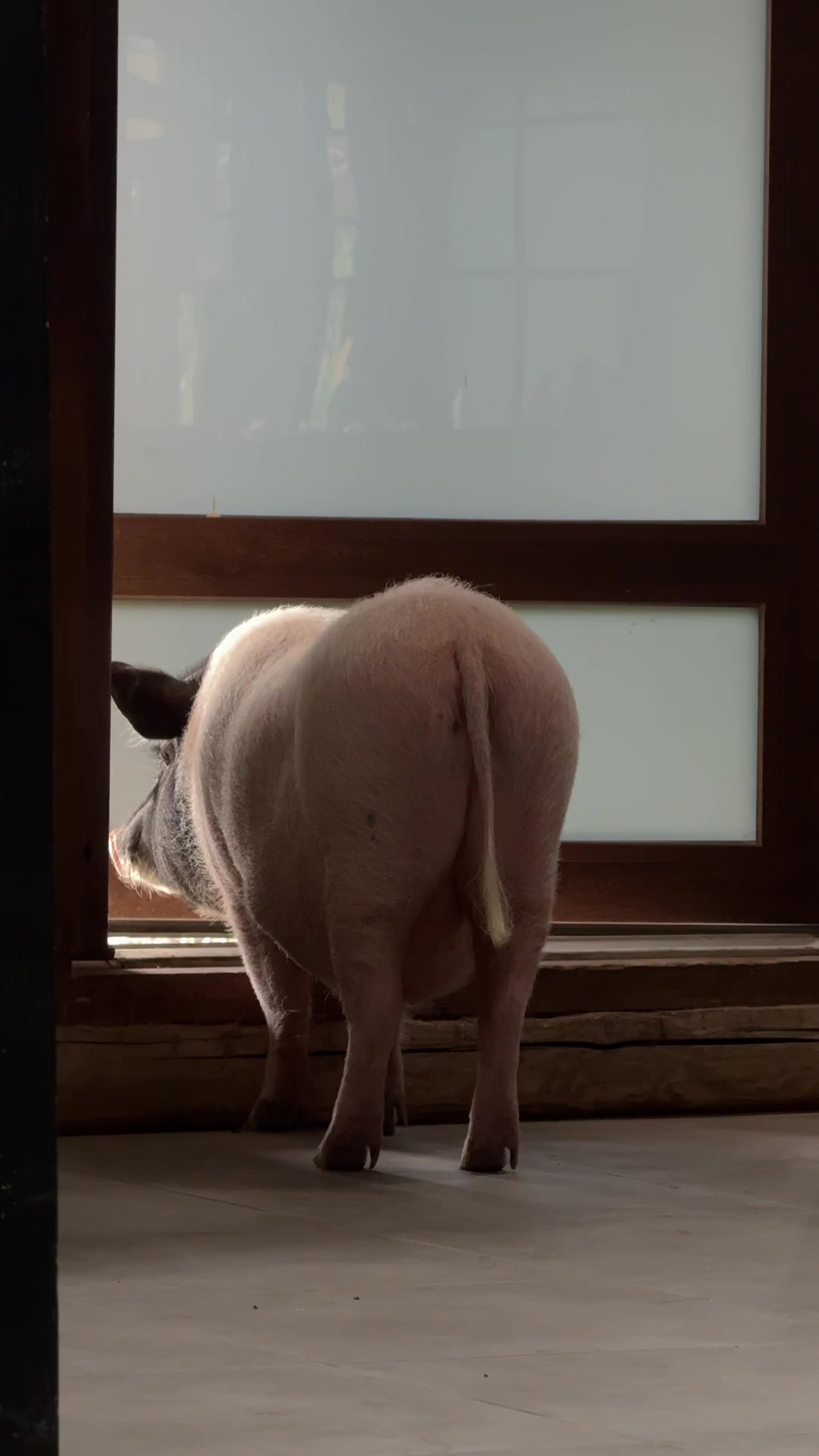 @Olivka pig
