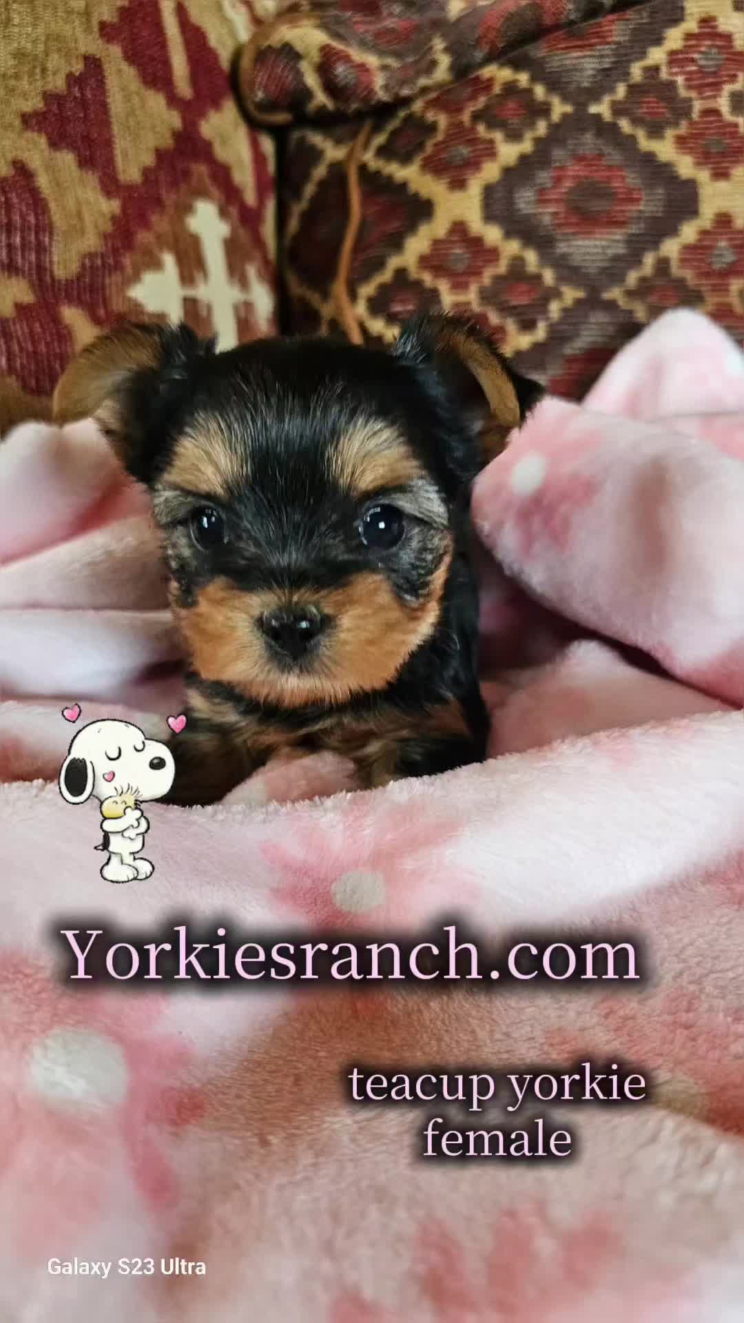 @yorkiesranch com