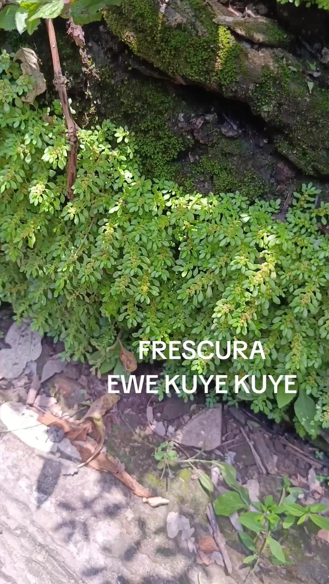 @Oyekunbile.ifa