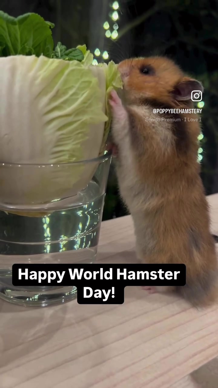 @Poppy Bee Hamstery