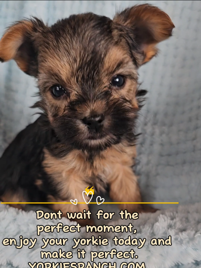 @yorkiesranch com