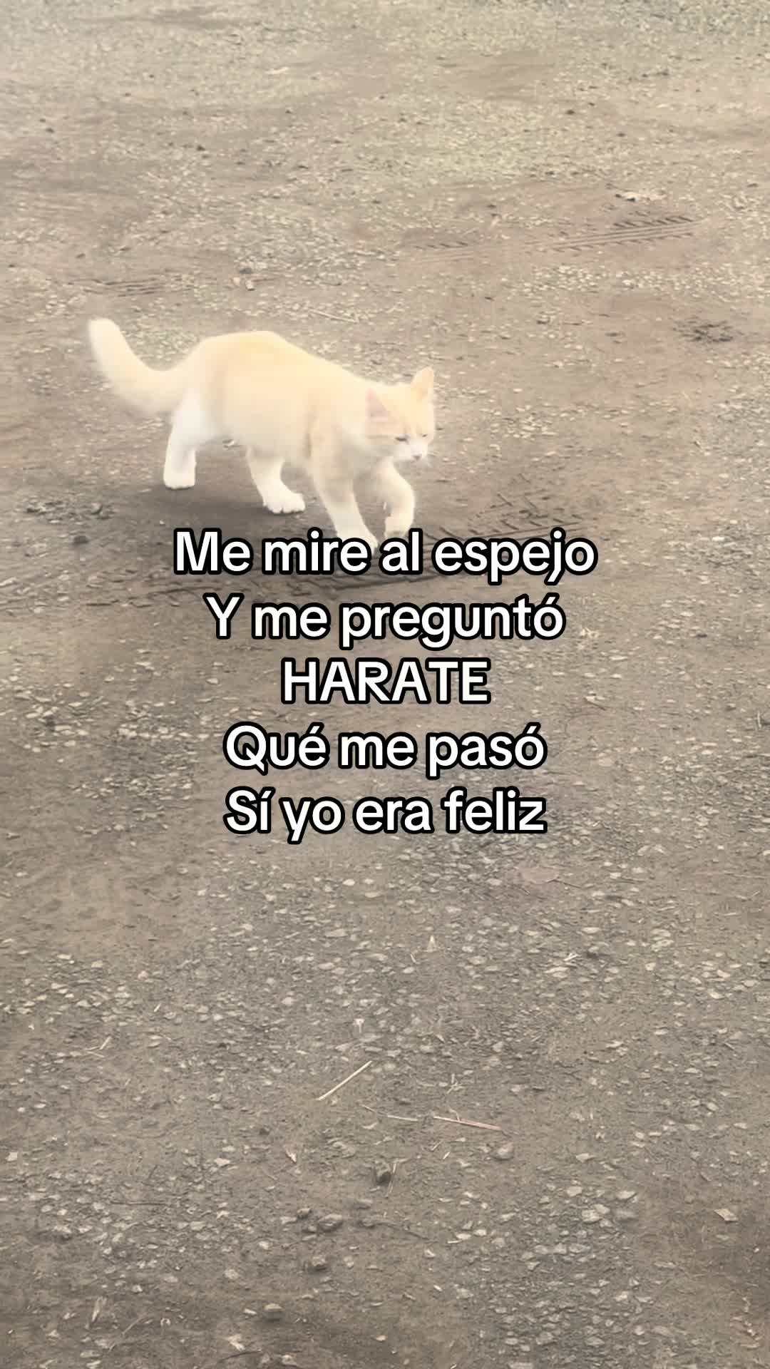 @🍓🪗✨pablocarbajal63⚜️👽🍓