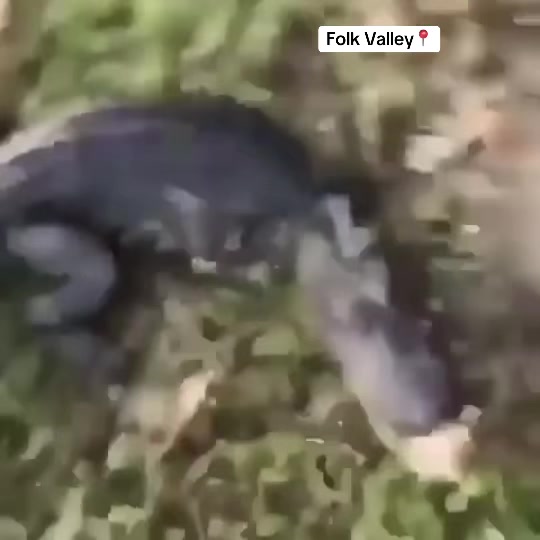 @Folk Valley