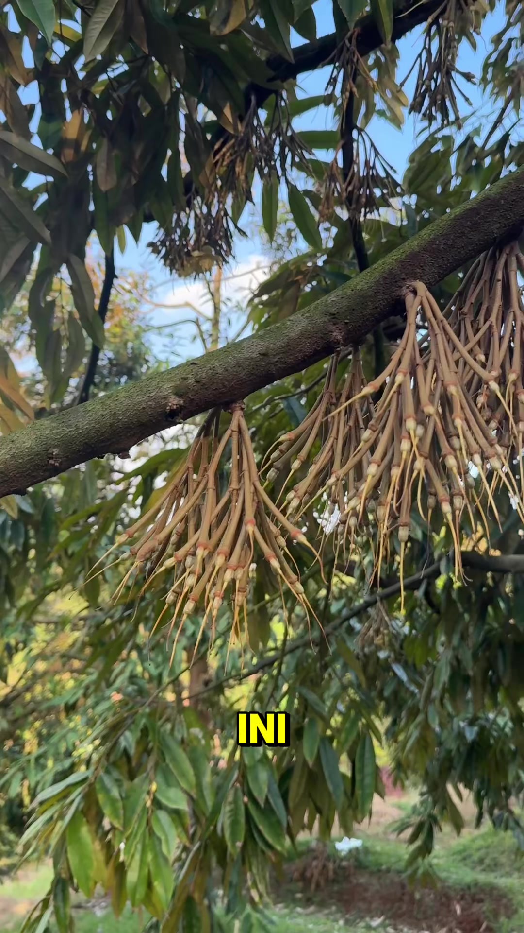 @AA KADU