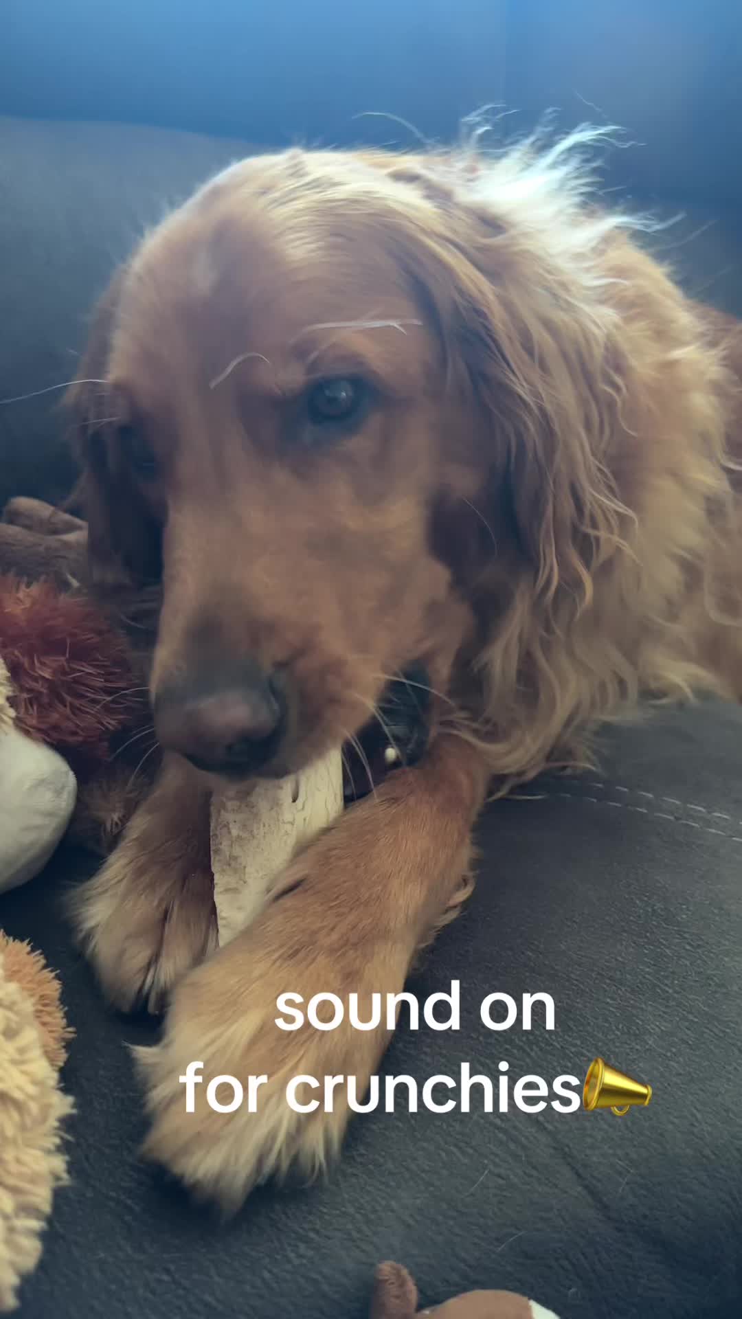 @Sammy The Big Red Dog