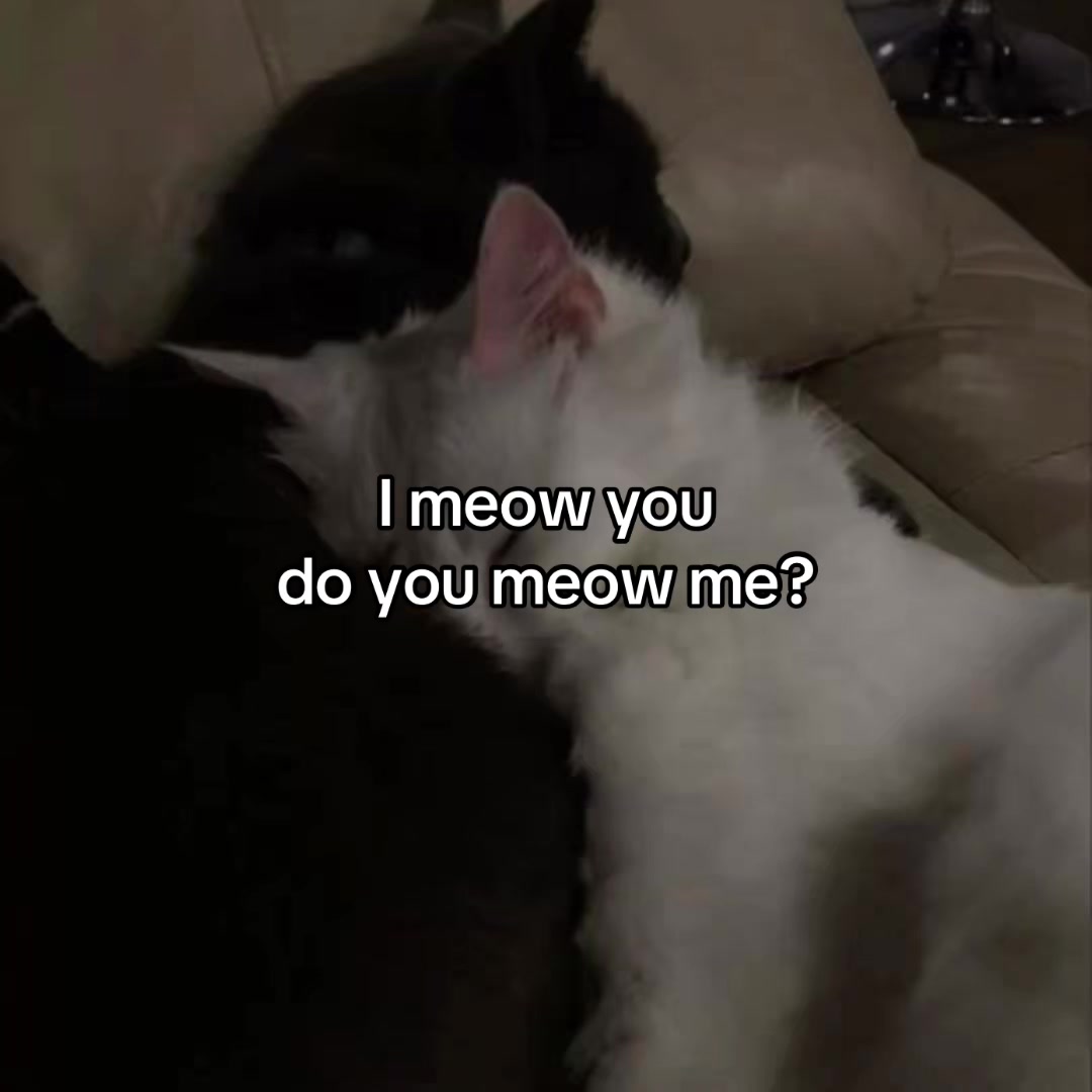 @Alice.cattok