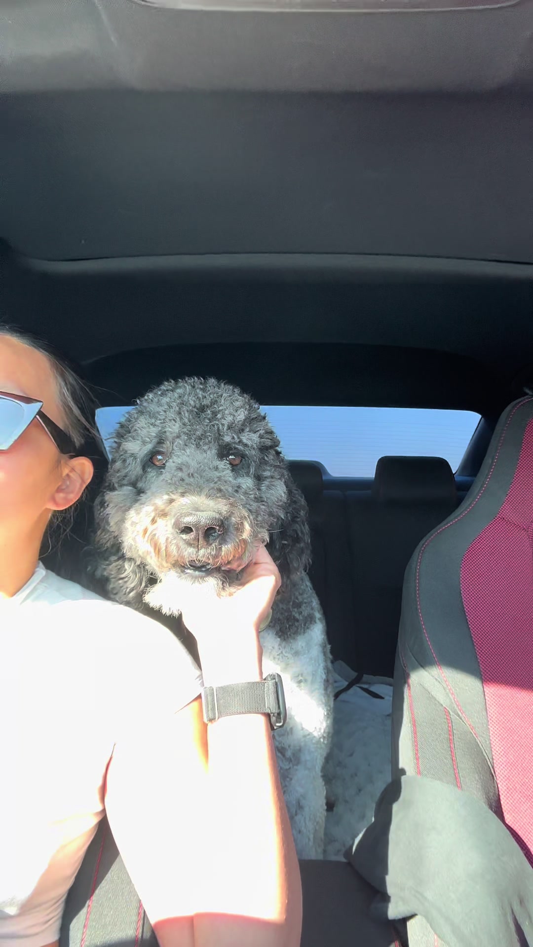 @Luna - The Goodest Labradoodle