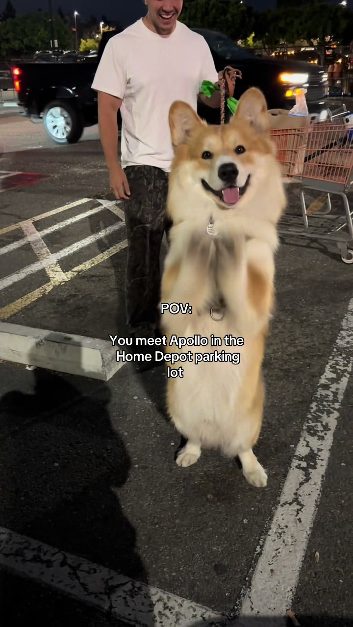 @apollothecorgimute