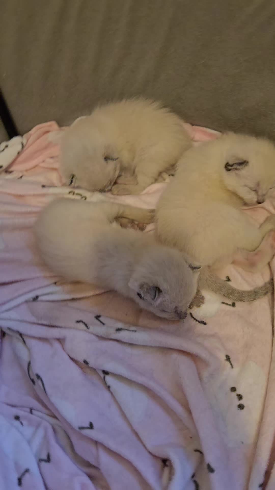 @Brittany Beauties Kittens