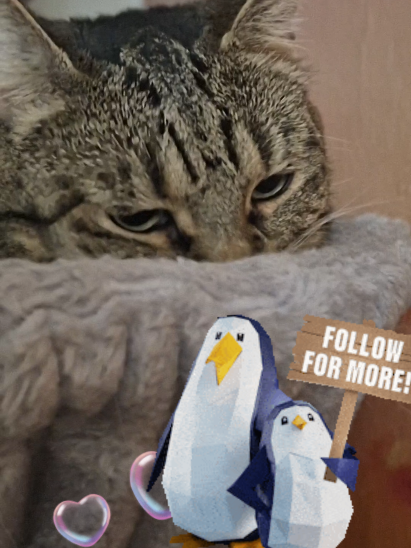 @Fluffy Cat