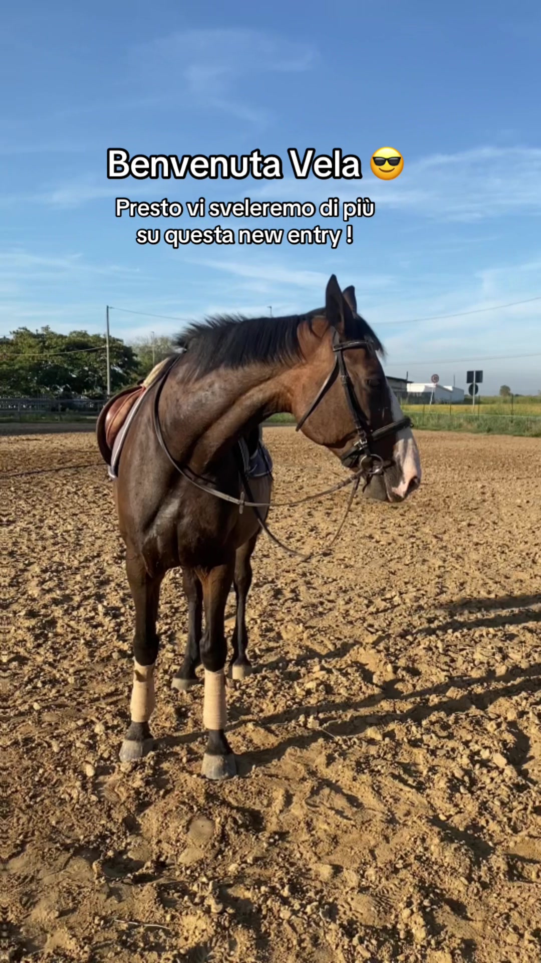 @Ponyclubilgattoelavolpe