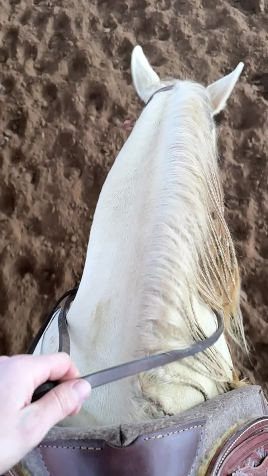 @Nebel Performance Horses