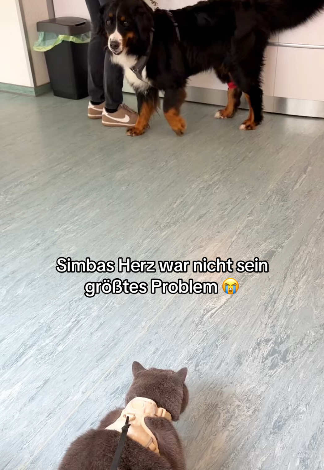 @Sinascolorcats