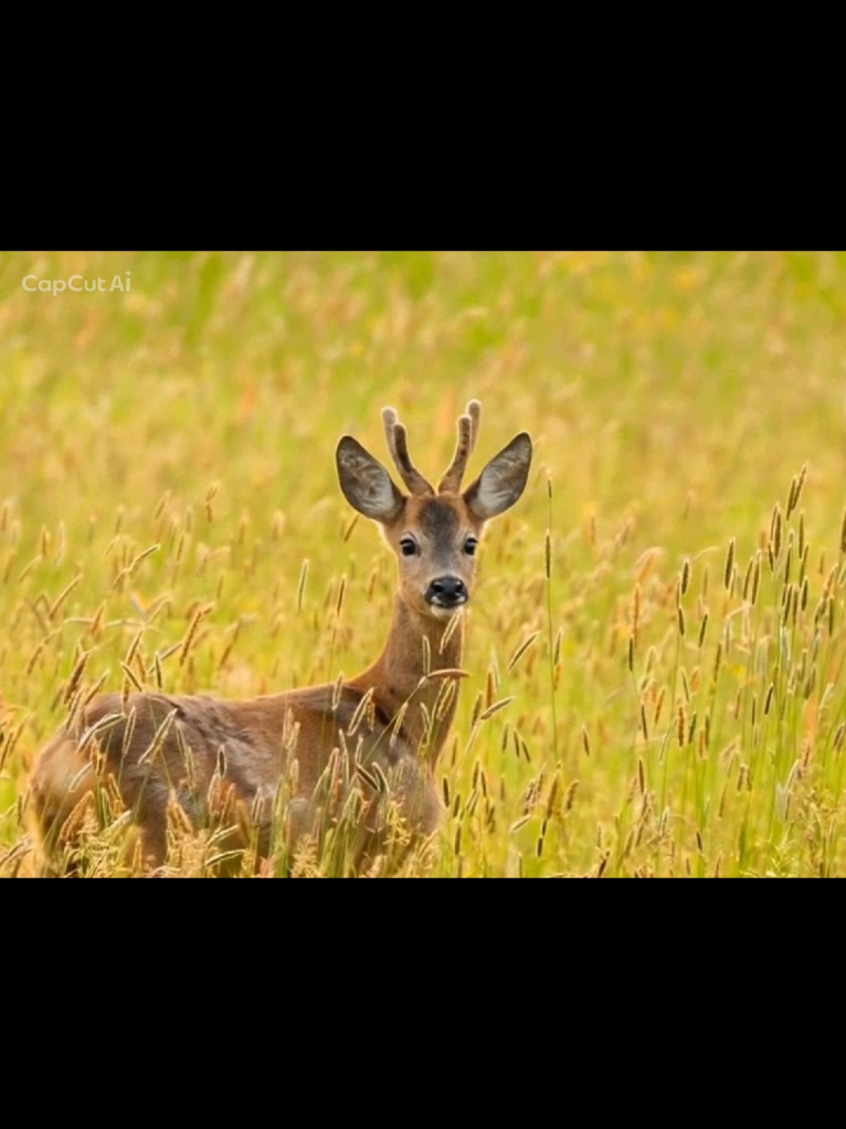 @gerard wildlife tok