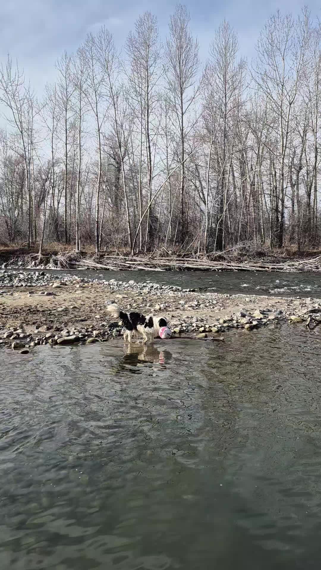 @Graciedogshuman