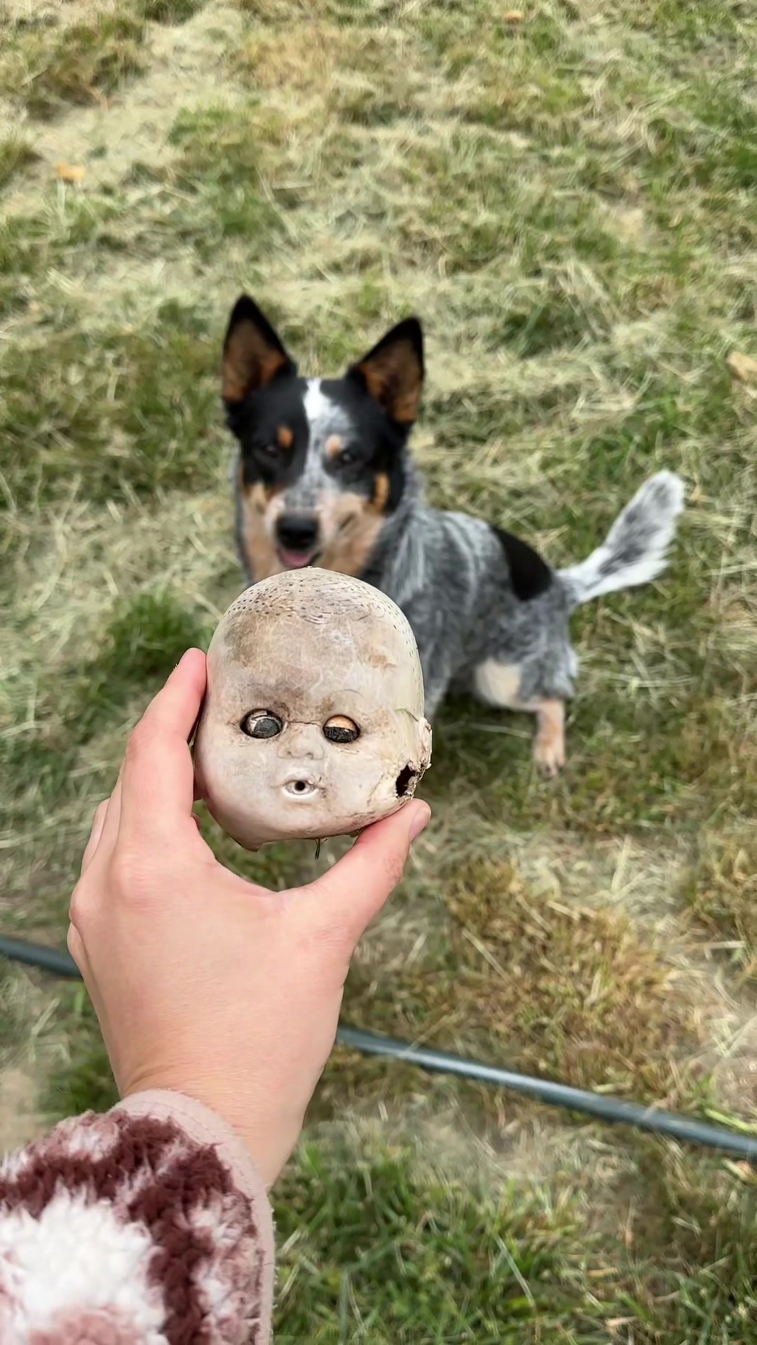 @farmerandtheharpiist