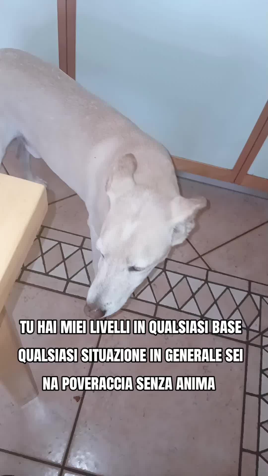 @ILKARMASAVAGE23