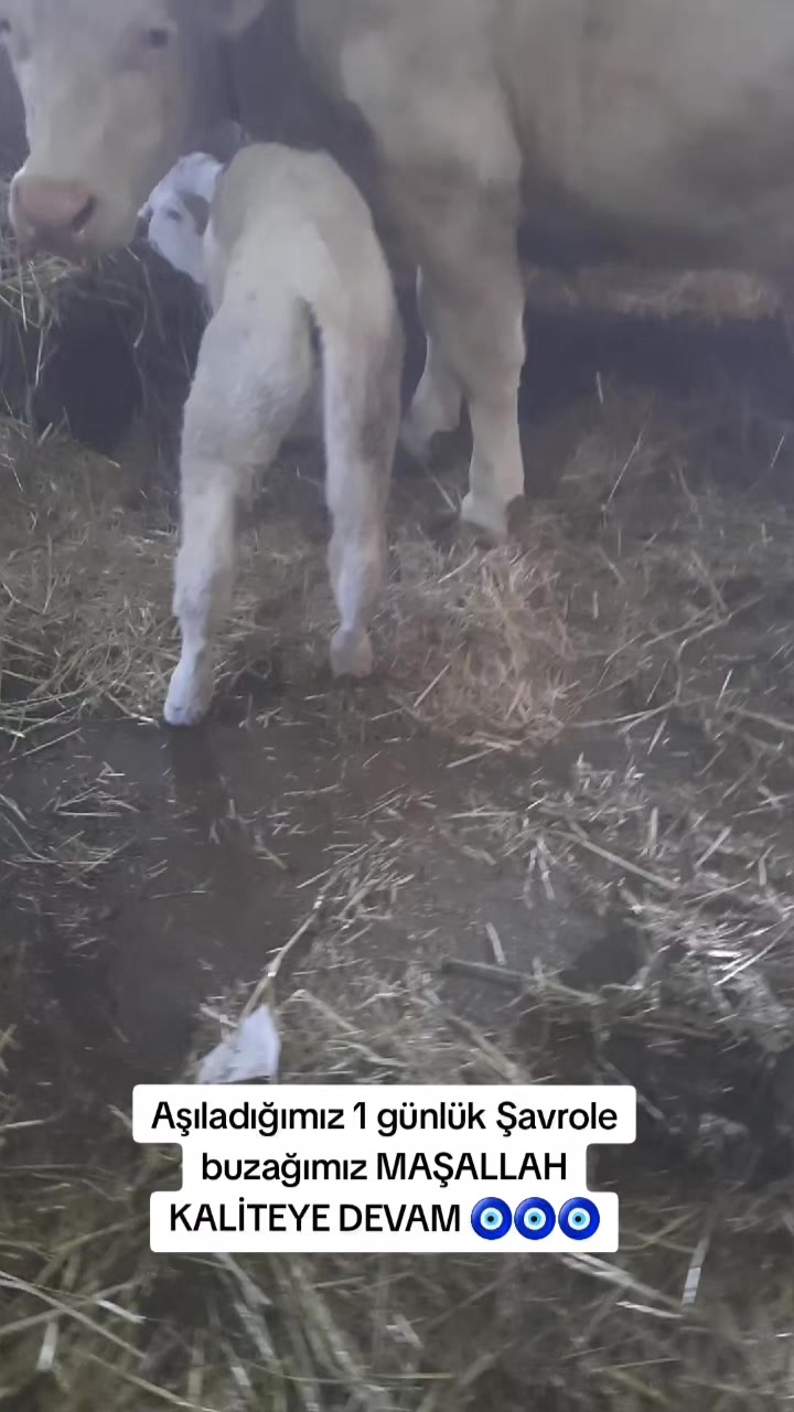 @sakip ekşi ( Deva Vet)