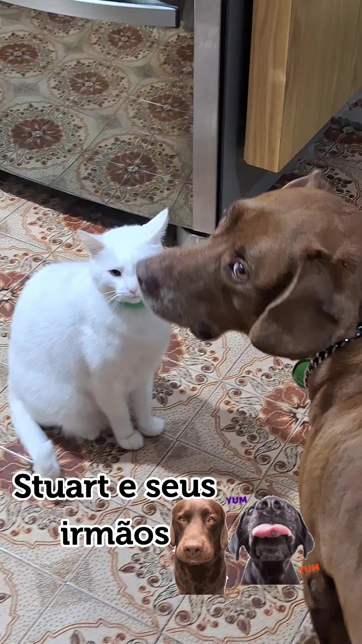 @MagdaAmoAnimais😾🐶🕊