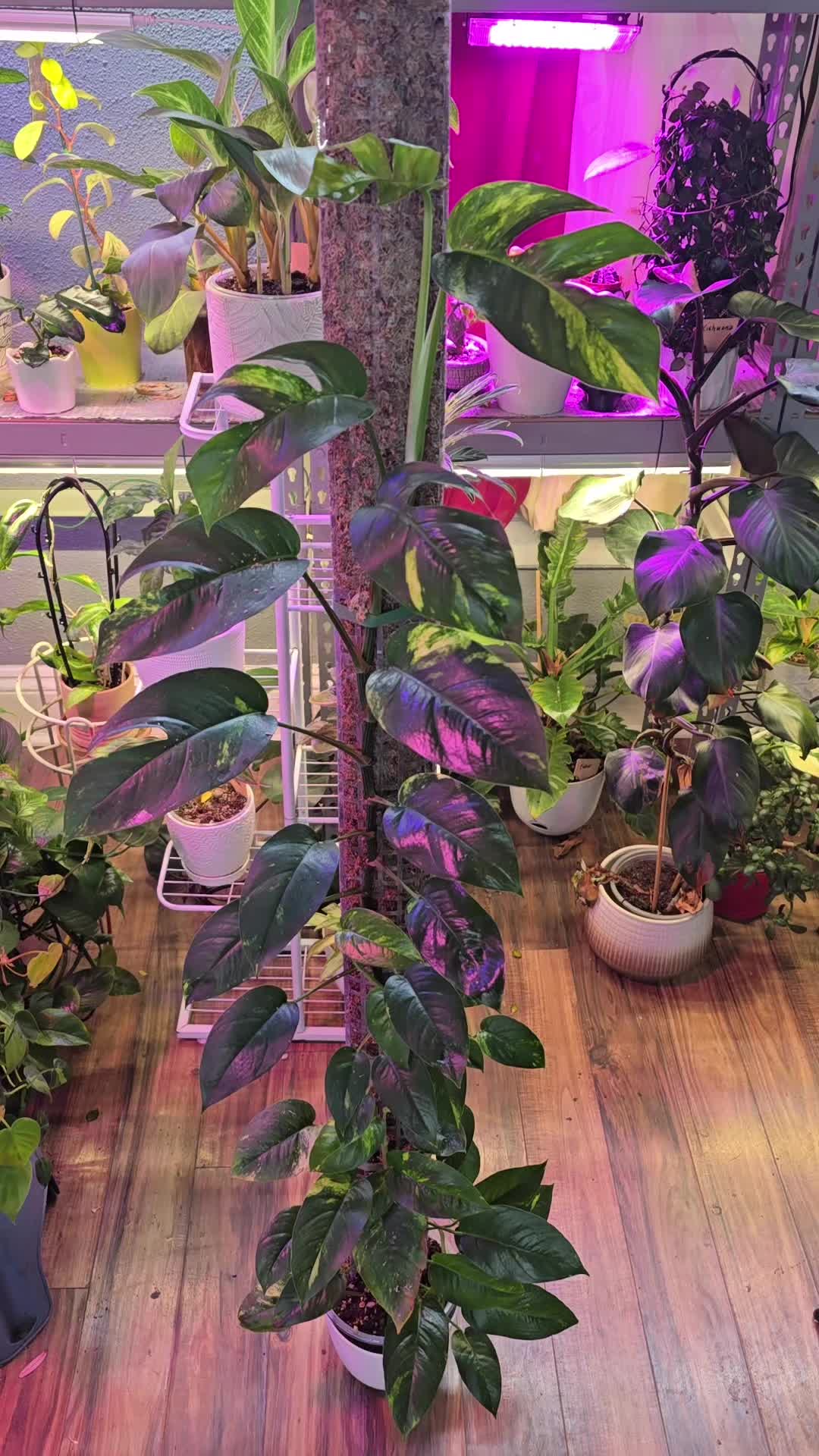 @JT - BigEGOPlants
