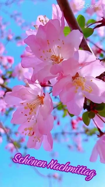 @tinchen59