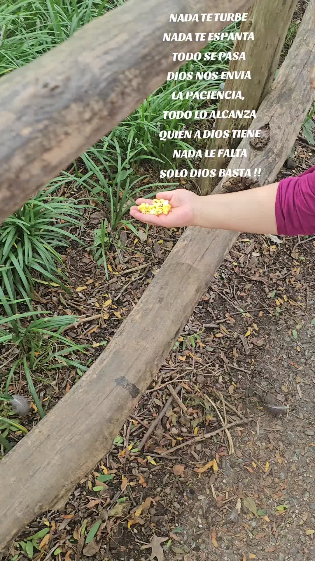 @Tiny Chihuahuas