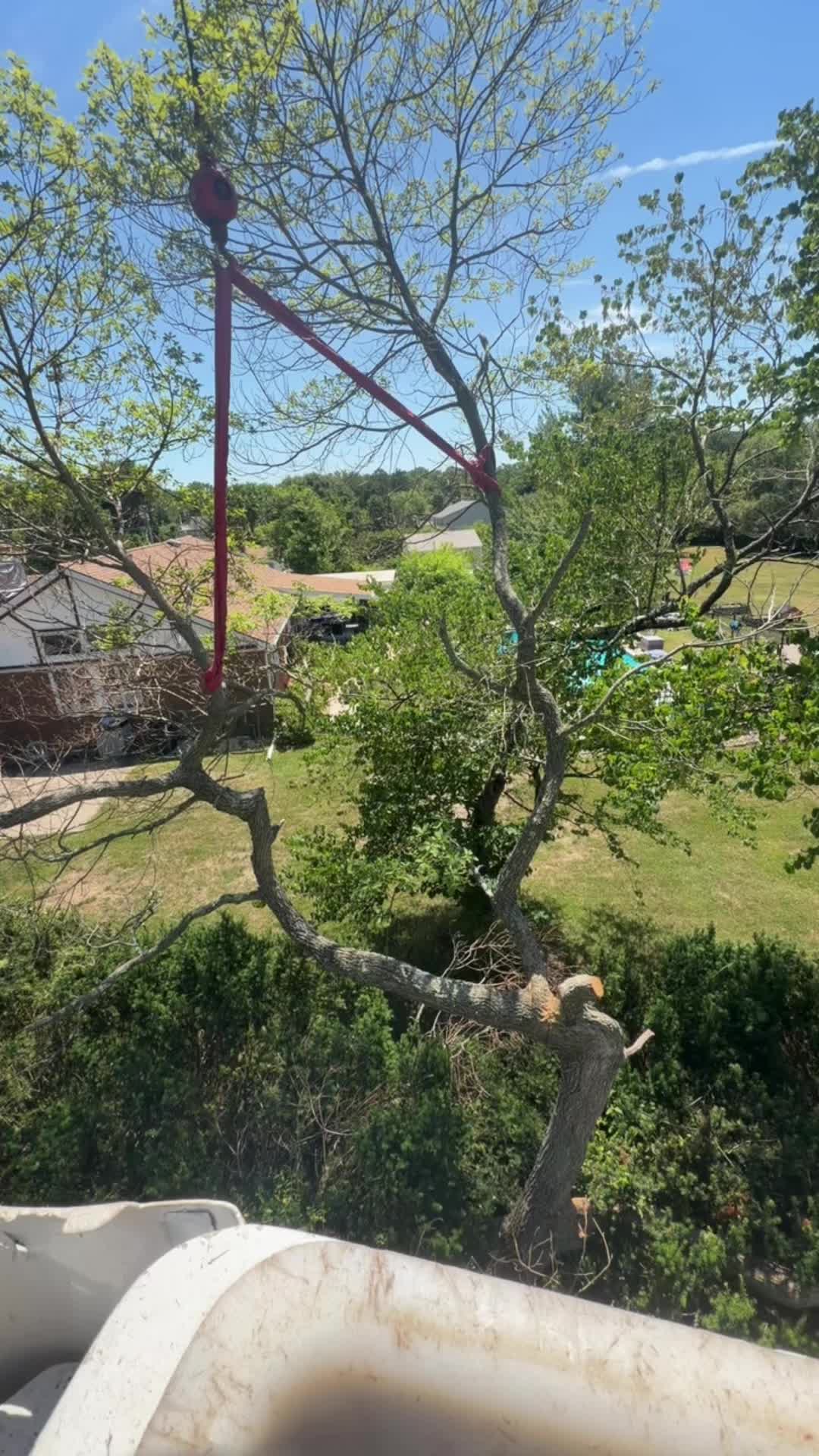 @Buzzsawtrees
