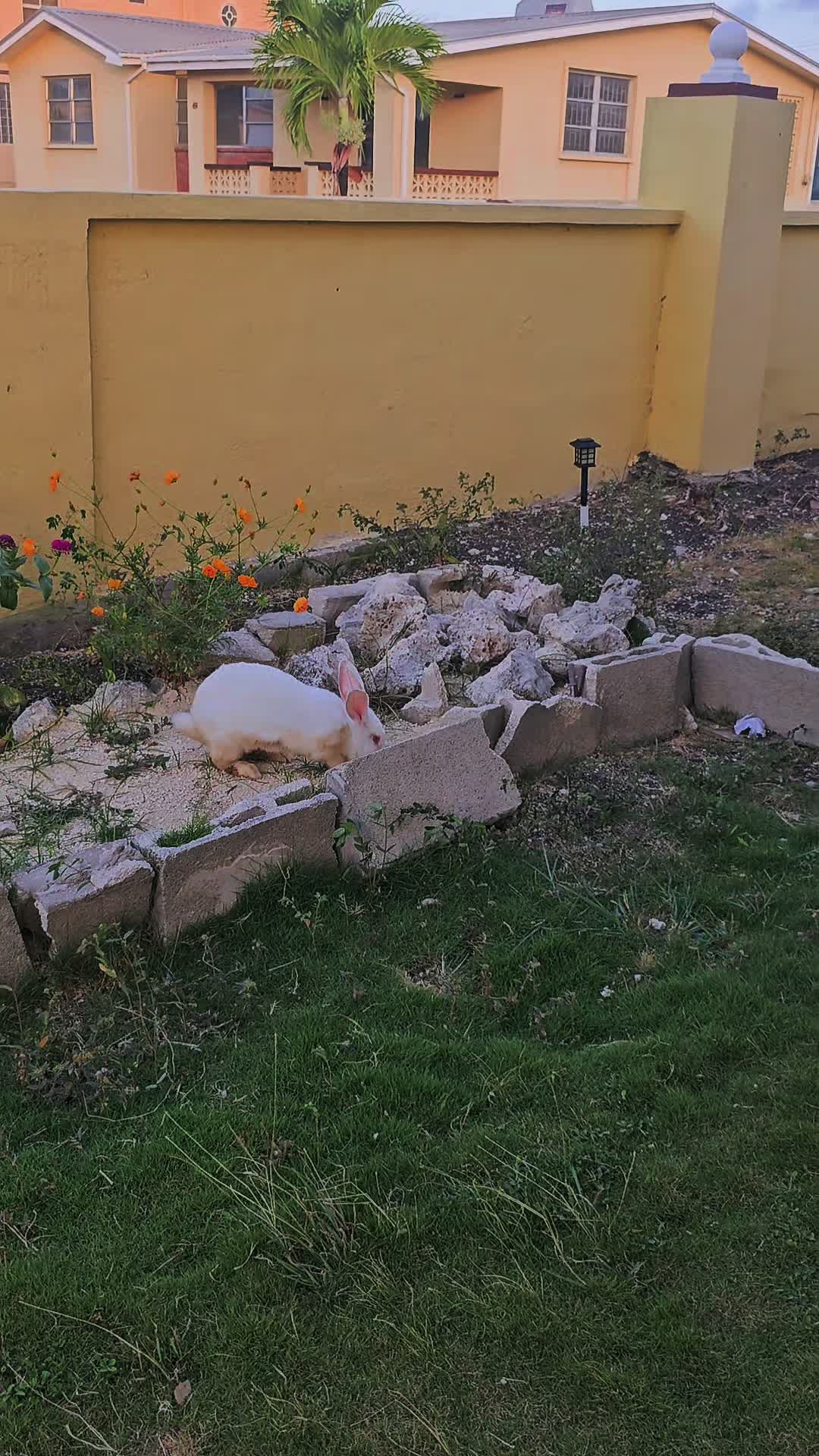 @MixedPetCollective