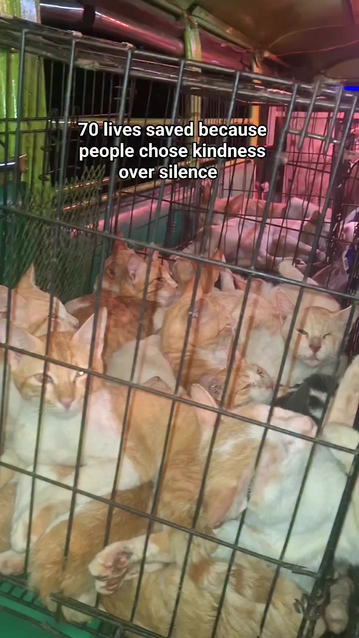 @mylharescues