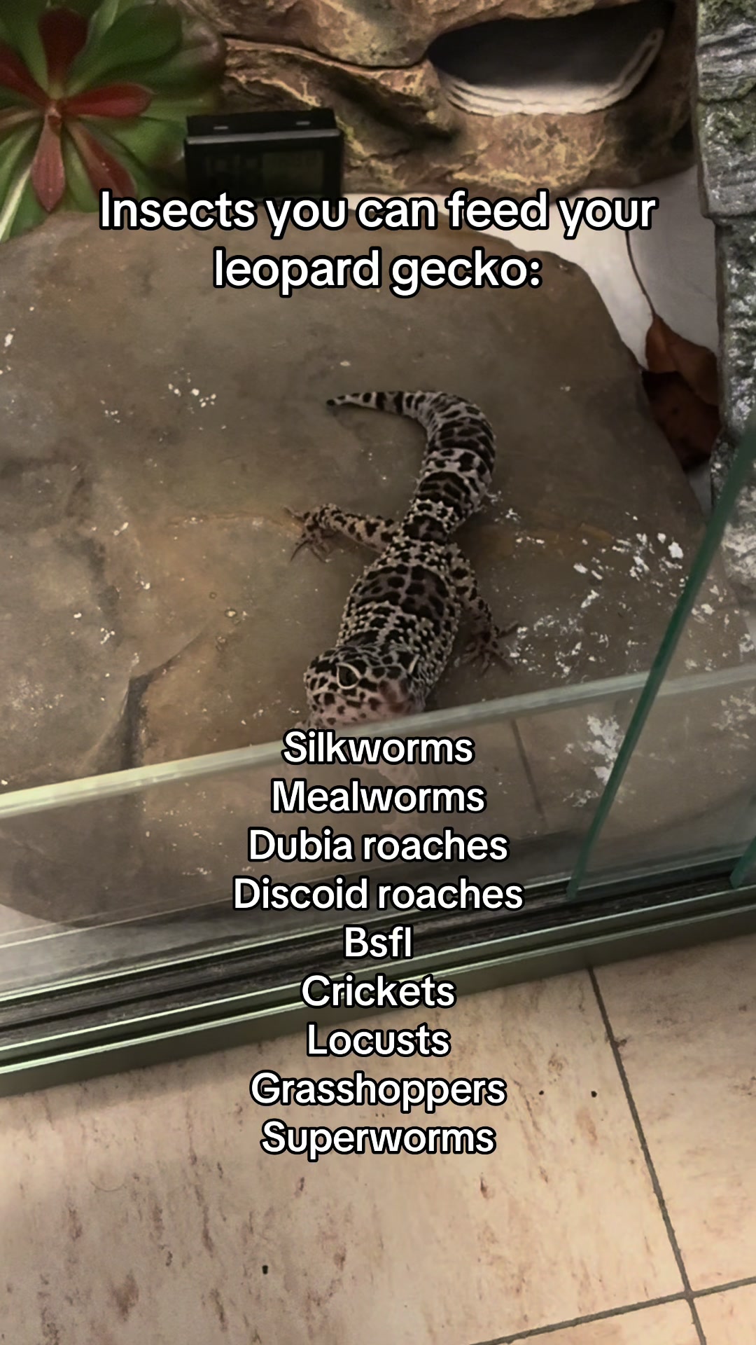 @Mika🦎