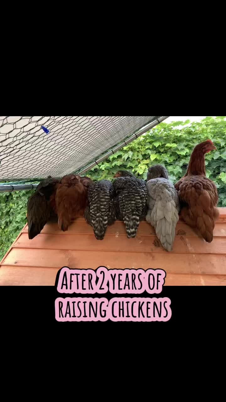@bettys_lil_farm