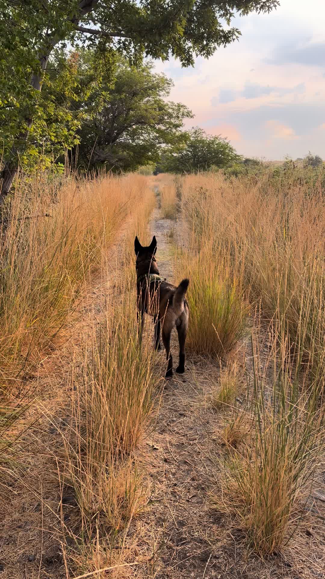 @bolo_belgianmalinois