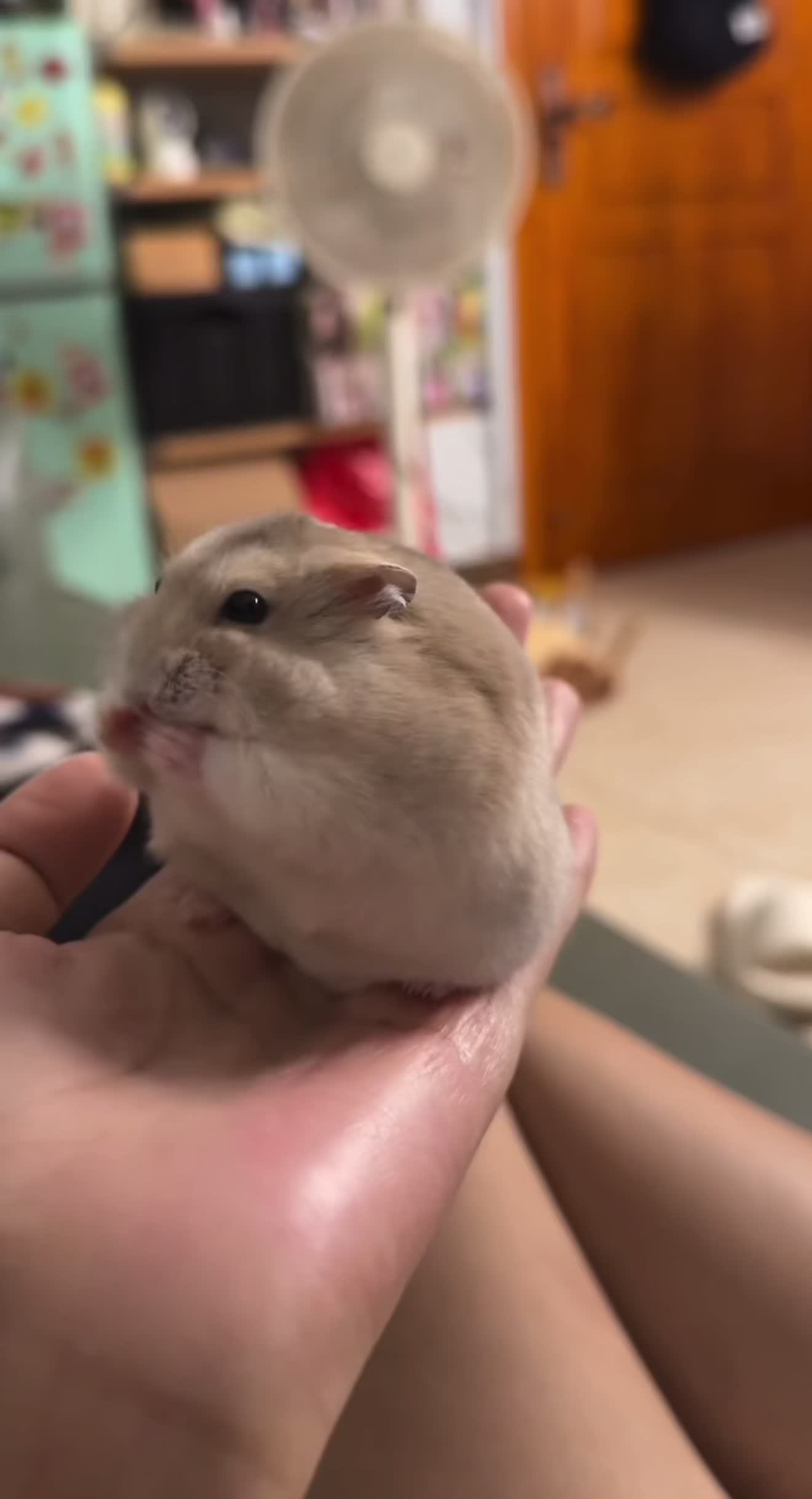 @chips.hamster