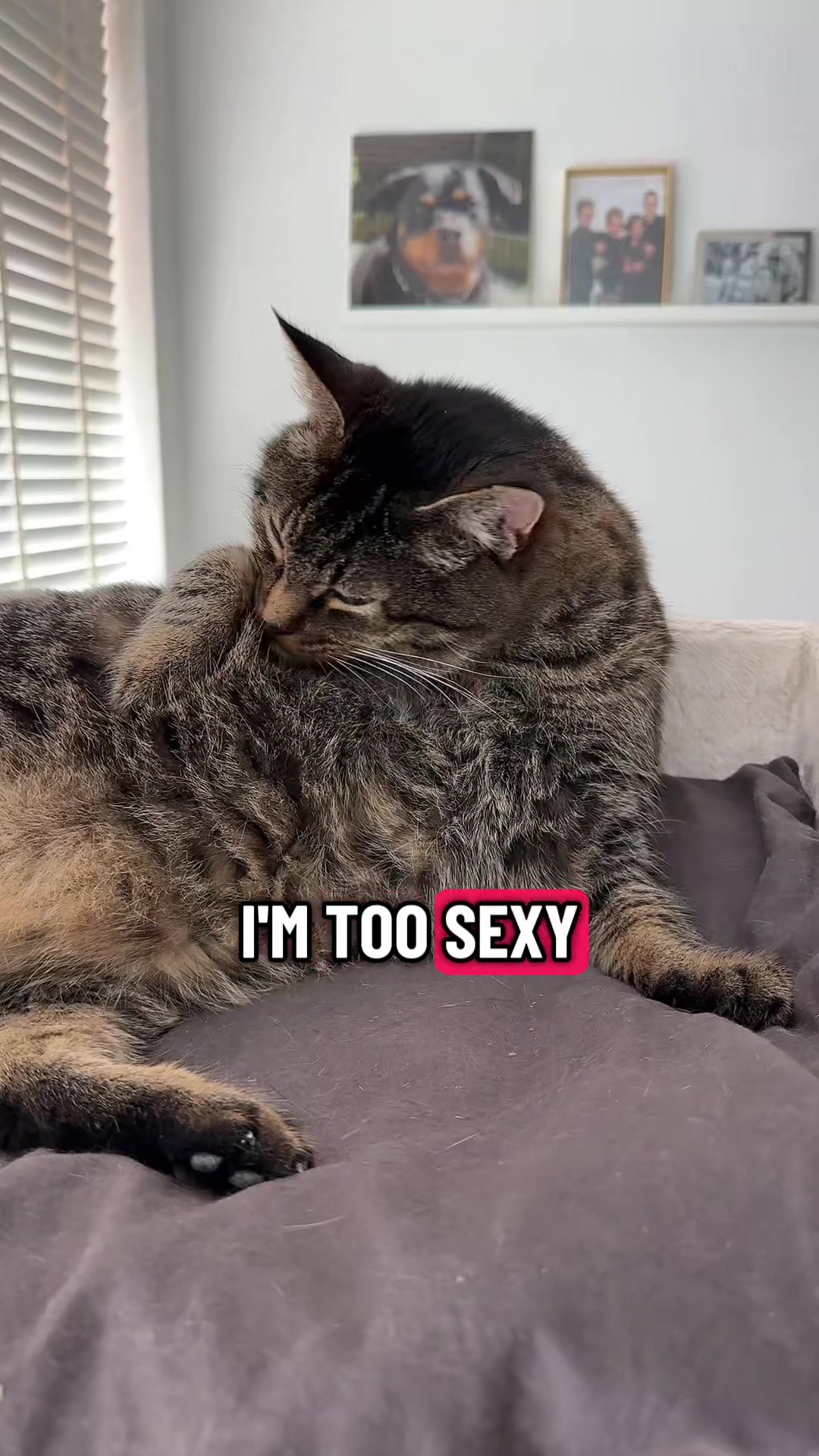 @Joep_the_ rescuecat