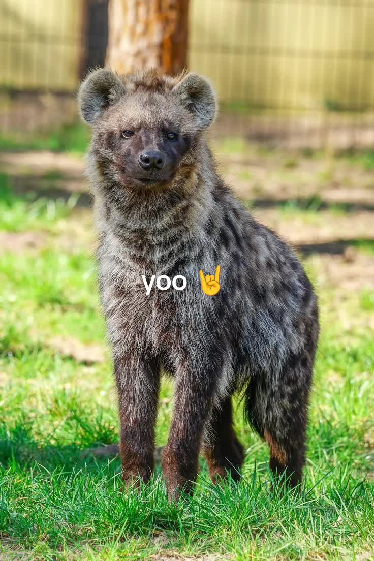 @AbrahamTheHyena✝️