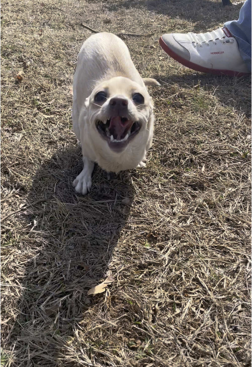 @2legdogs