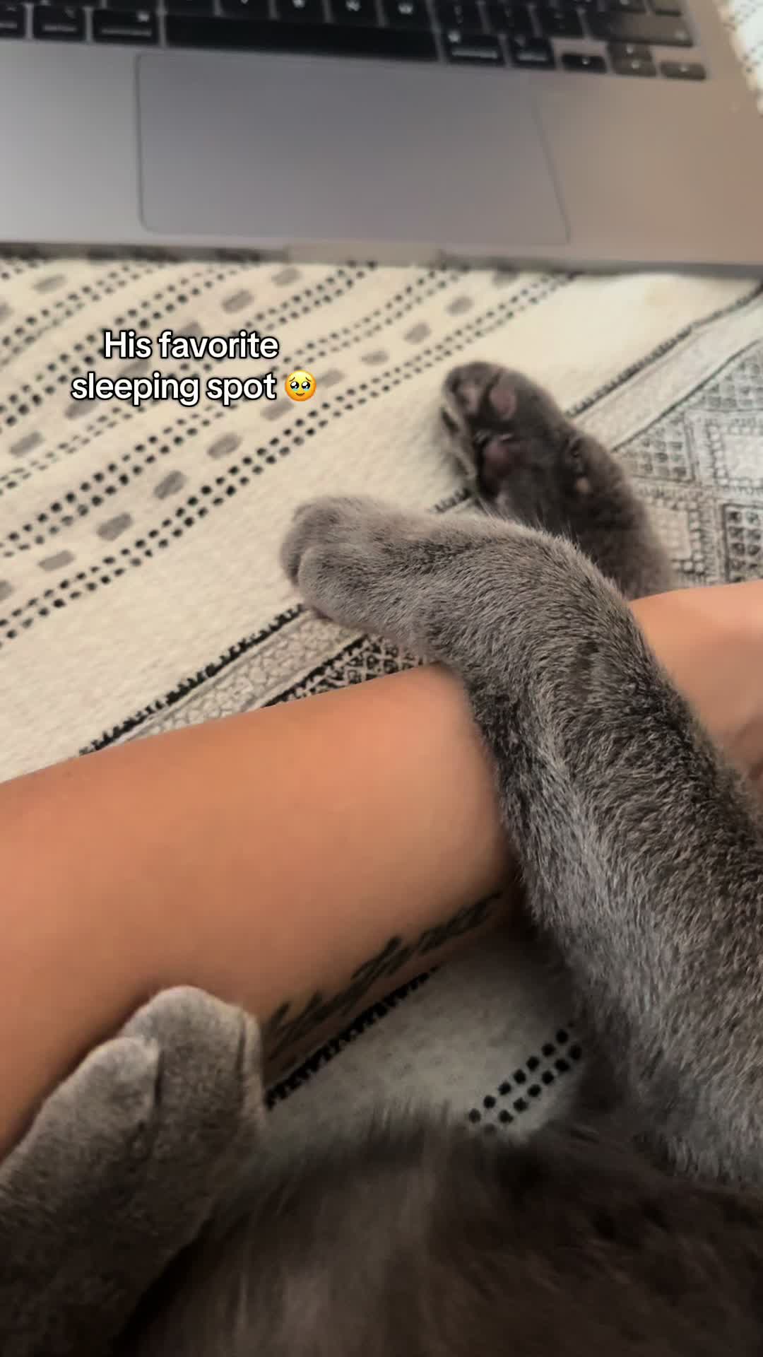 @Toby The Kitten