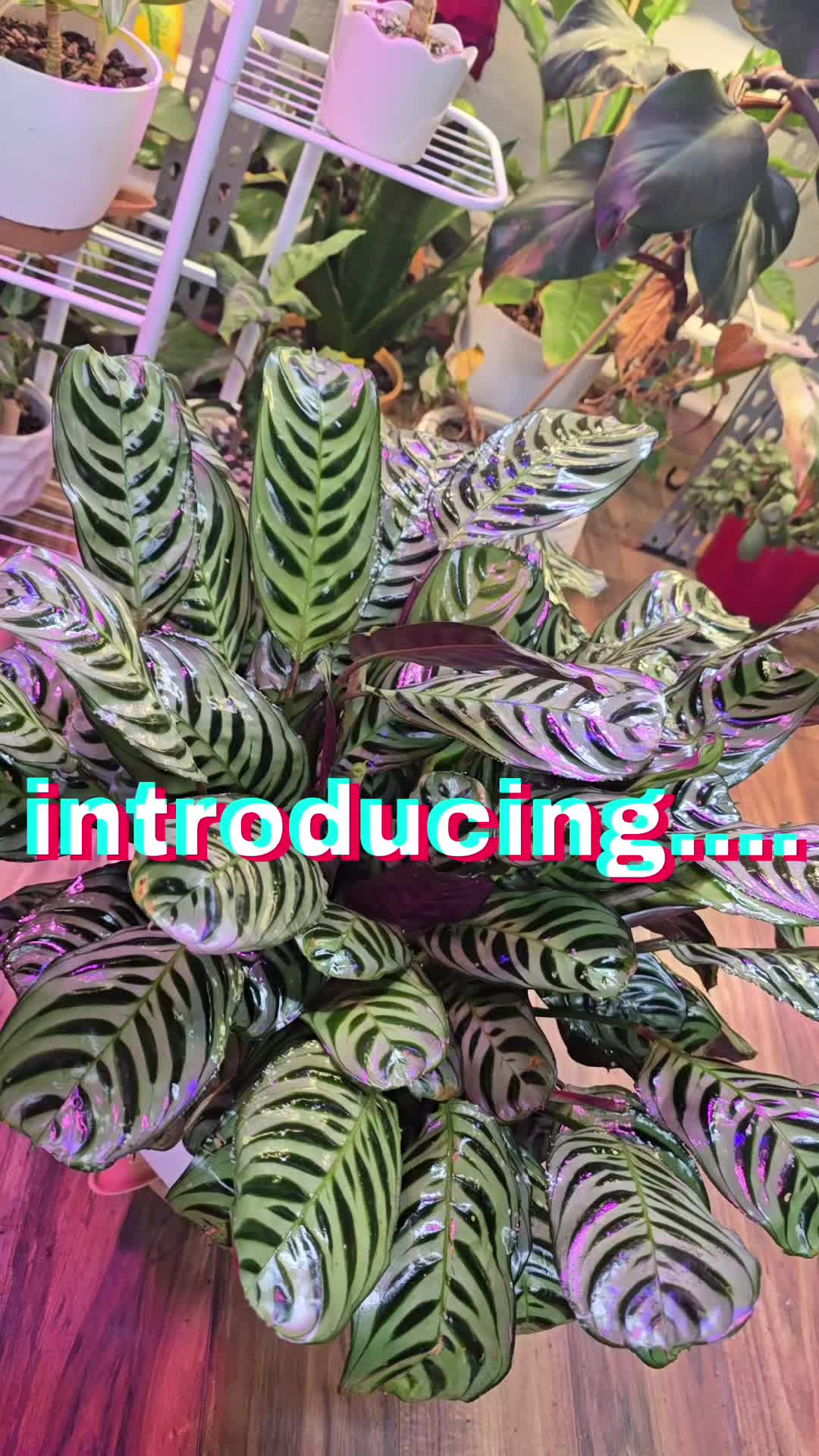 @JT - BigEGOPlants