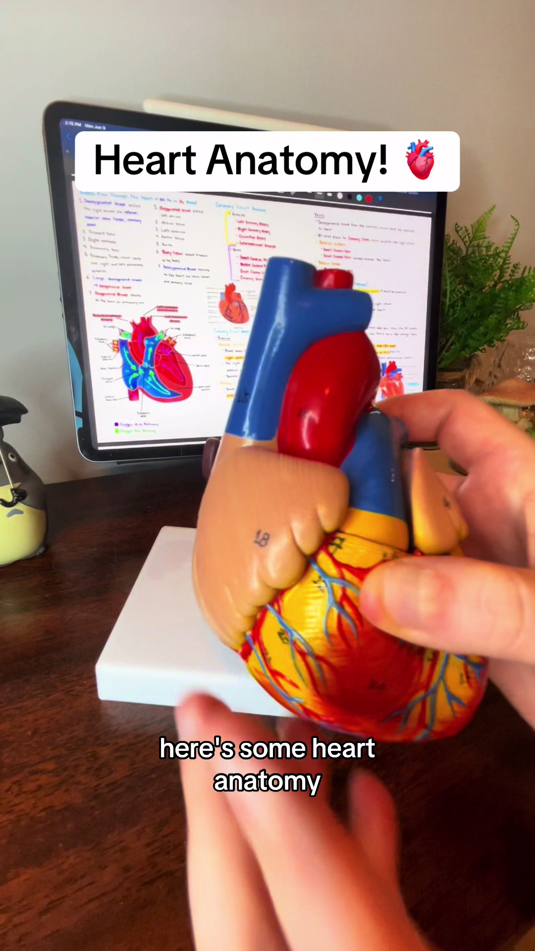 @Ollie | Anatomy & Physiology