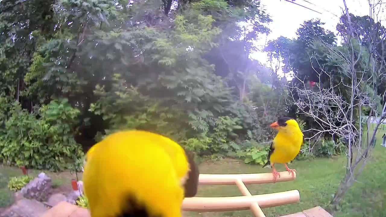 @OnlyBirds518