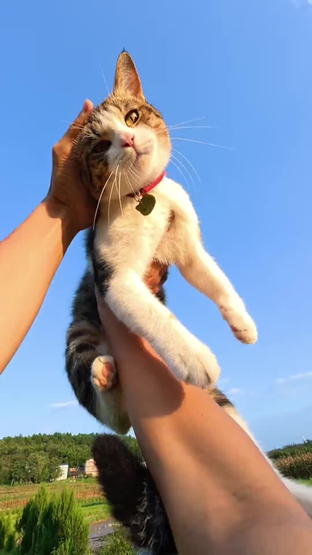 @Stray Cat Talkz