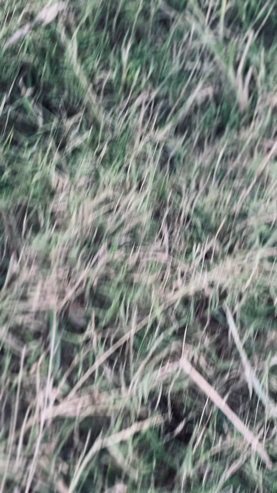 @Restolll V2