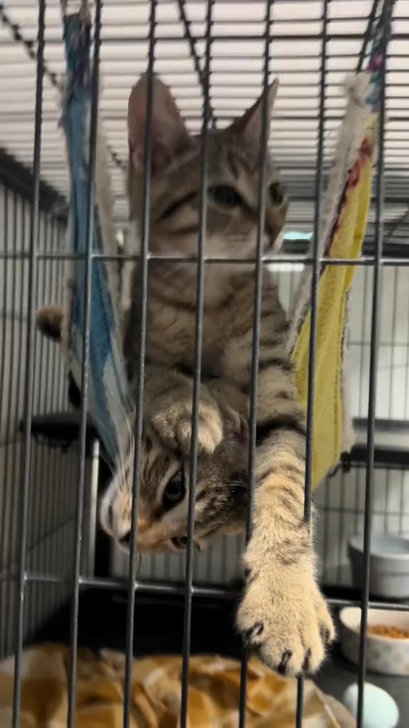 @AbandonedAnimalRescue