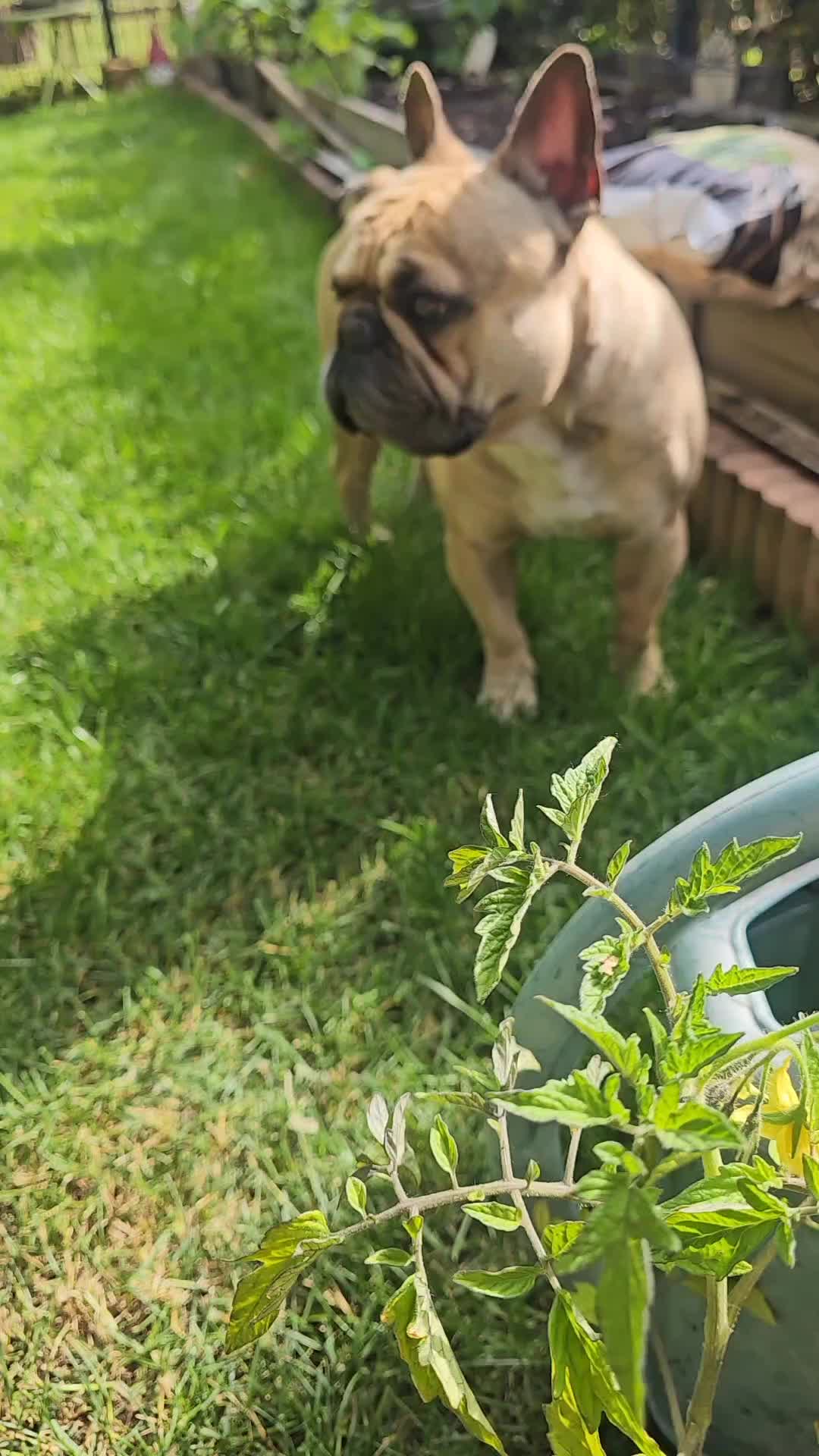 @Tyrion-the-frenchie/Cyrus23